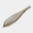 Global Views Palm Seed Pod Nickel