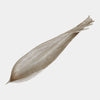 Global Views Palm Seed Pod Nickel
