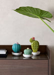Lladro Astrophytum Cactus Diffuser