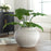 Uttermost Floreana White Vase