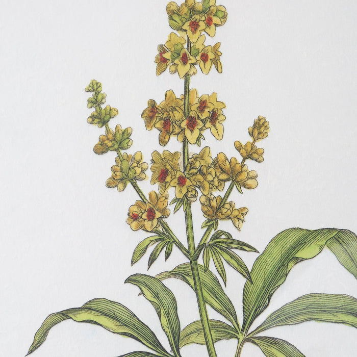 Uttermost Wildflower Study Framed Prints - Set of 4