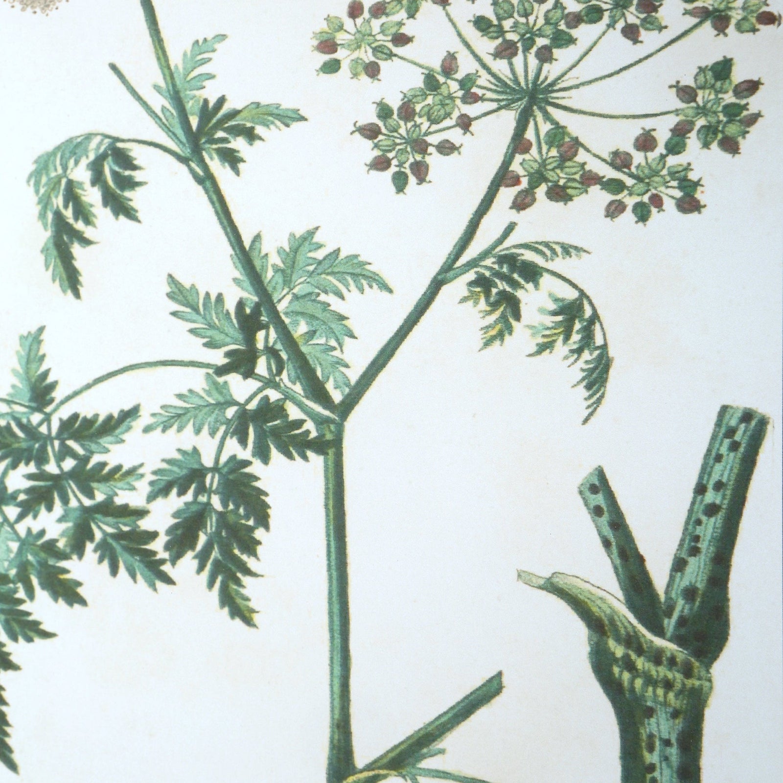 Uttermost Antique Botanicals Framed Prints - Set of 9