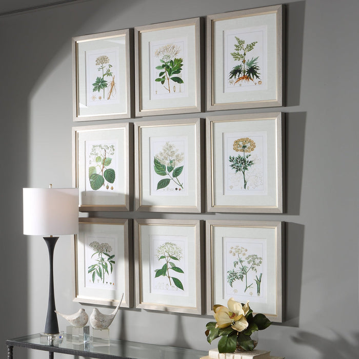 Uttermost Antique Botanicals Framed Prints - Set of 9