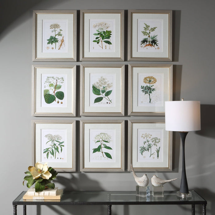 Uttermost Antique Botanicals Framed Prints - Set of 9