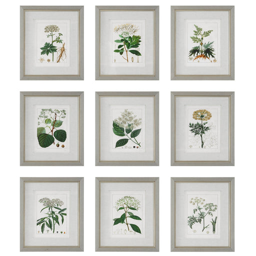 Uttermost Antique Botanicals Framed Prints - Set of 9