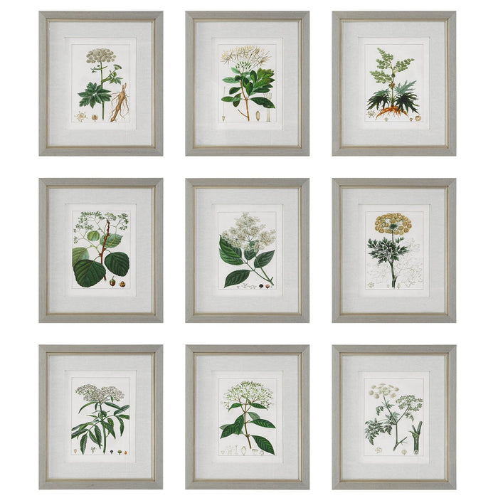 Uttermost Antique Botanicals Framed Prints - Set of 9