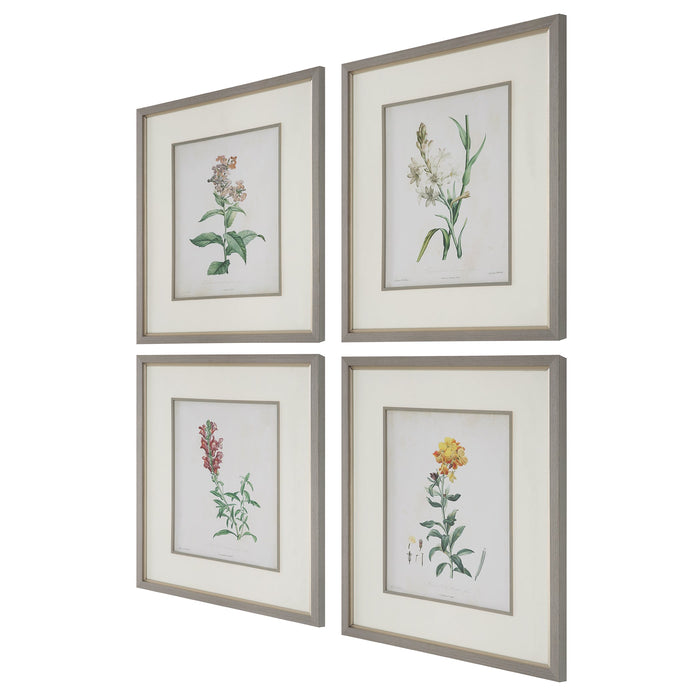 Uttermost Heirloom Blooms Study Framed Prints - Set of 4