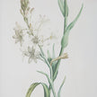 Uttermost Heirloom Blooms Study Framed Prints - Set of 4