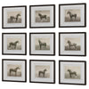 Uttermost Equine Dynasty Framed Prints - Set of 9