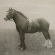 Uttermost Equine Dynasty Framed Prints - Set of 9