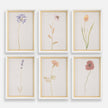 Uttermost Wild Flourish Framed Floral Prints - Set of 6
