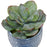 Uttermost Puebla Greenery In Blue & White Pots - Set of 3