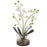 Uttermost Glory Orchid