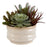 Uttermost Mesa Succulent Accent