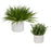Uttermost Edgewood Greenery - Set of 2