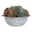 Uttermost Peoria Succulent Accent