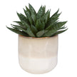 Uttermost Doha Succulent Accent