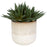 Uttermost Doha Succulent Accent
