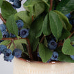 Uttermost Blueberry Fields Accent