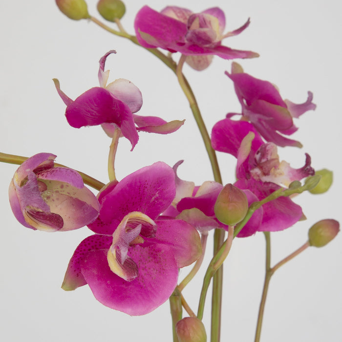 Uttermost Glory Fuchsia Orchid