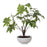 Uttermost Pachira Money Tree