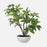Uttermost Pachira Money Tree