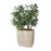 Uttermost Crassula Jade Accent Plant