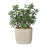 Uttermost Crassula Jade Accent Plant