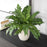 Uttermost Verdure Fern In Glazed Pot