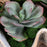 Uttermost Seaside Breeze Succulents