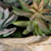Uttermost Seaside Breeze Succulents