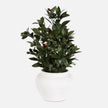Uttermost Ele Olive Centerpiece