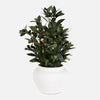 Uttermost Ele Olive Centerpiece