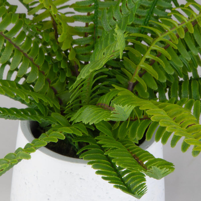 Uttermost Boston Fern In White Ceramic Pot