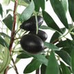 Uttermost Olea Potted Olive Tree