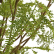 Uttermost Woodland Fern Centerpiece