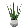 Uttermost Veranda Indoor-Outdoor Aloe Plant