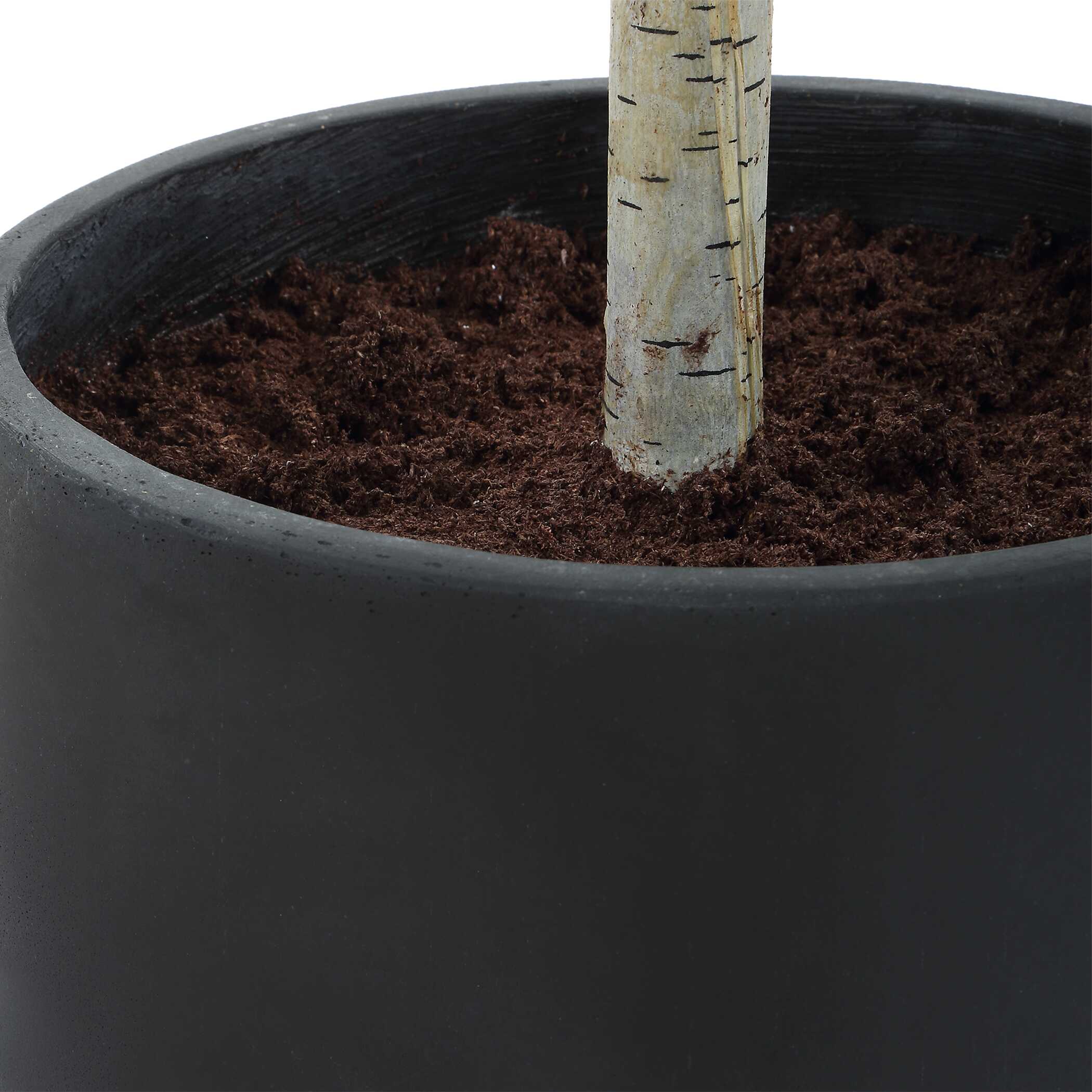 Uttermost Boreal Potted Birch Tree