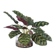 Uttermost Peacock Plant Accent