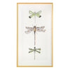 John Richard Joy Colangelo'S Joyful Dragonflies Wall Art