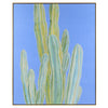 John Richard Michael Pfleghaar's Blue Myrtle Cactus No. 2