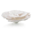 John Richard Foliose Coral