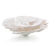 John Richard Foliose Coral