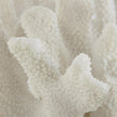 John Richard Coral Sculpture on Crystal