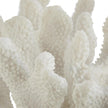John Richard Coral Sculpture on Crystal