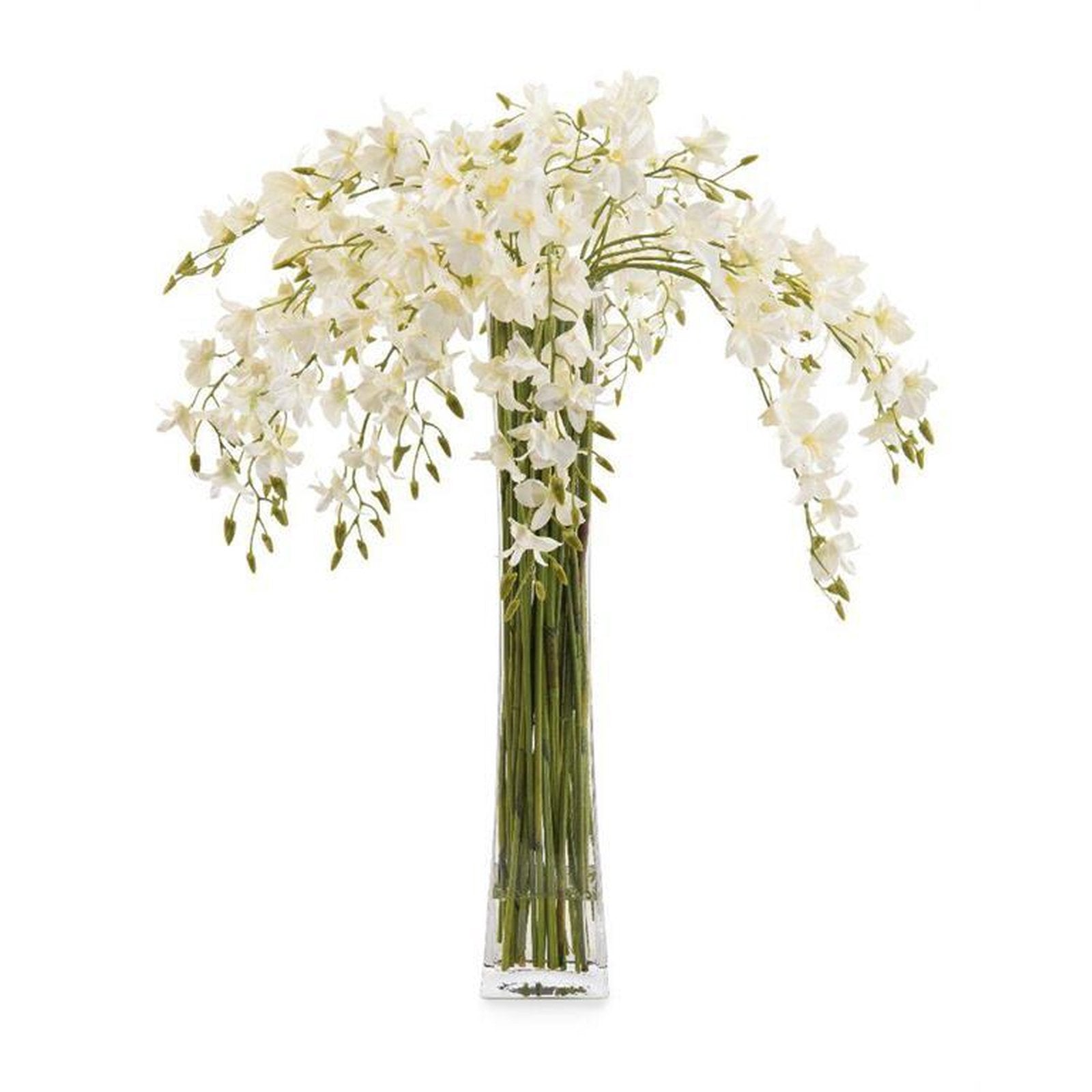 John Richard Towering Dendrobiums