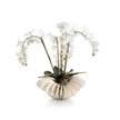 John Richard Sea Coral Orchids