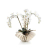 John Richard Sea Coral Orchids
