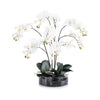 John Richard Midnight Phals