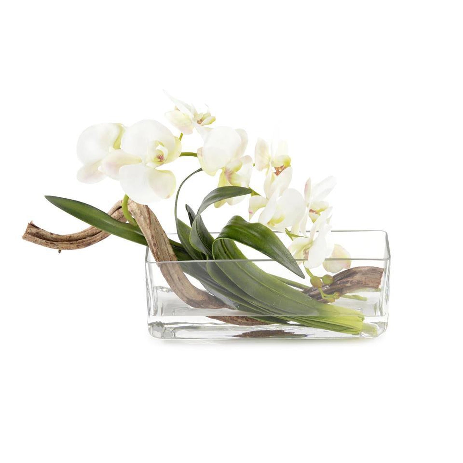 John Richard Curly Orchid